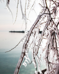 A pier extending out into the calm, cold lake water in the wintertime is scene through the icy covered branches of a tree.