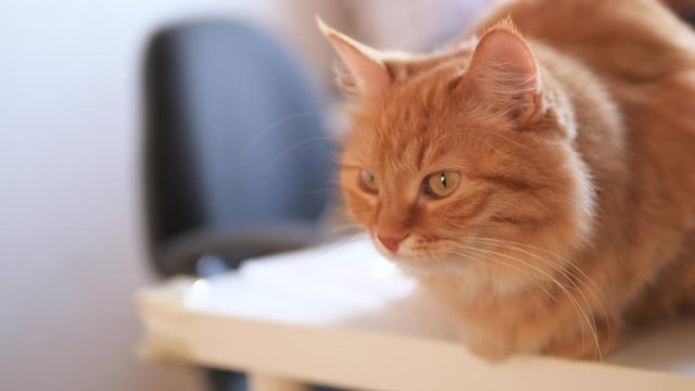Angry ginger cat sits on white table. Fluffy pet seems to be irritated. Cute domestic animal at cozy home.