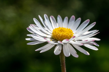 Obraz premium white daisy flower
