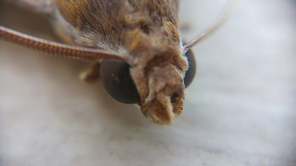 Macro of moth, South Africa