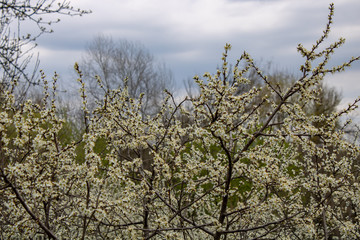 Landscape of blooming blackthorn against the sky.