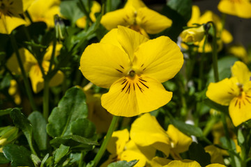yellow flowers in spring