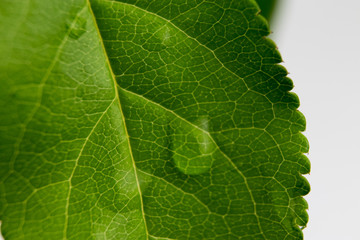 macro green leaf with water drops
