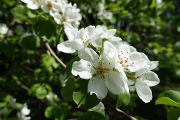 Close shot of white flowers of pear tree in April