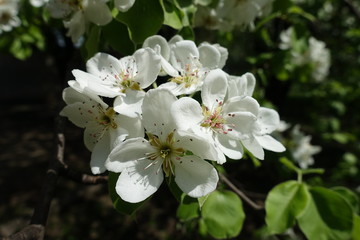 Close view of white flowers of pear tree in April