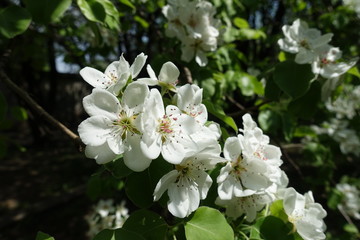 Completely opened white flowers of pear tree in April
