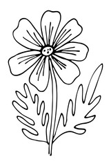 Chamomile flower vector illustration. Hand drawing black and white floral doodles. Modern botanical art for cards, invitations and product design.
