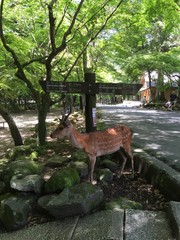 Japanese garden and a deer