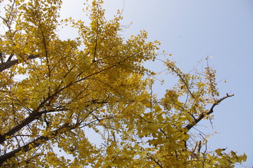 ginkgo arbre jaune