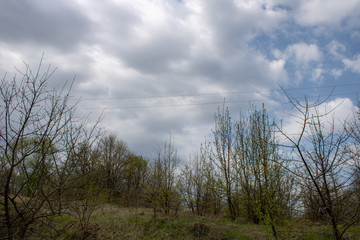 Landscape of blooming blackthorn against the sky.