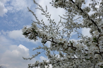 Black branches of plum tree with white flowers against the sky