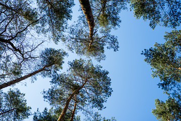 Korony drzew. © Michał Magiera