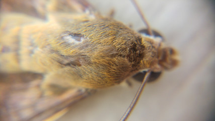 Macro of moth, South Africa
