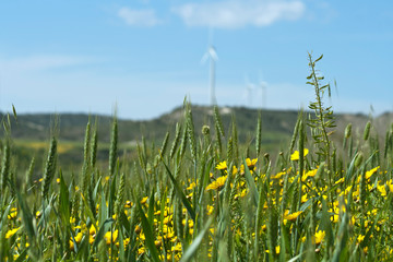 Ears of wheat and wildflowers in front of sky and hills