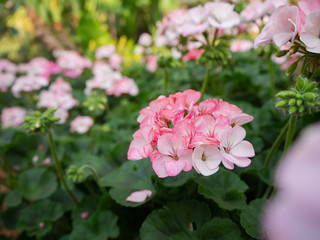 Beautiful flowers, temperate flowers Beautiful colored flowers, Thai flowers