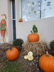 pumpkins and gourds