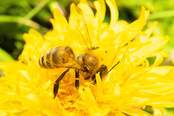 A hardworking bee collects nectar from flower dandelion
