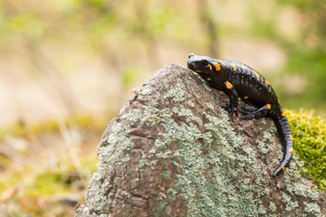  Fire Salamander, Salamandra salamandra, spotted amphibian on the green moss. Widlife scenery