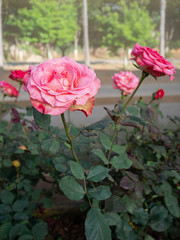 Beautiful flowers, temperate flowers Beautiful colored flowers, Thai flowers