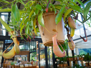 Beautiful flowers, temperate flowers Beautiful colored flowers, Thai flowers