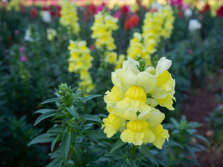 Beautiful flowers, temperate flowers Beautiful colored flowers, Thai flowers