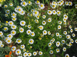 White daisies, bees, pollen
