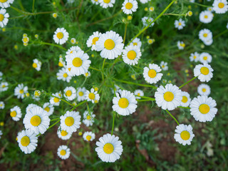 White daisies, bees, pollen