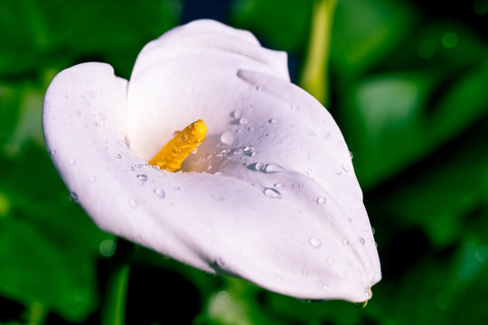 White calla lily flower with shallow depth of field on green leaves background - Spring flowering of Zantedeschia Aethiopica macro image selective focus on pistil - Springtime gardening concept