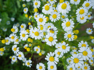 White daisies, bees, pollen