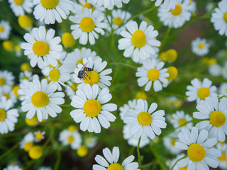 White daisies, bees, pollen