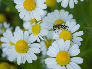 White daisies, bees, pollen