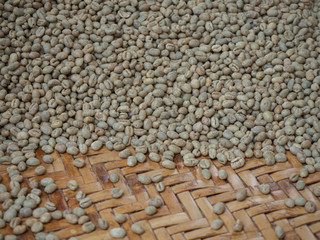 Cherry coffee beans of coffee, green coffee, Arabica coffee Thailand.