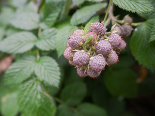 Blackberry effect On the tree is not yet ripe