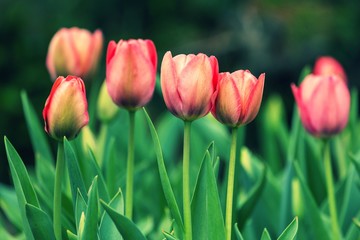 Red tulip flower blooming in tulips garden with blurry  background.