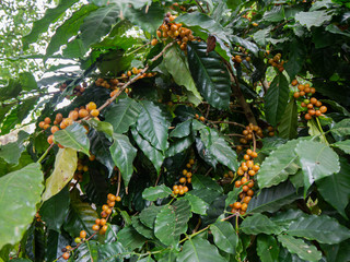 Cherry coffee beans of coffee, green coffee, Arabica coffee Thailand.