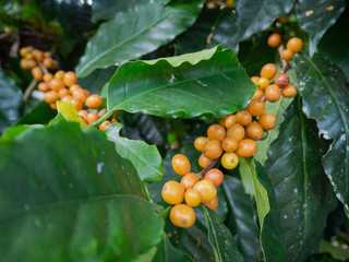 Cherry coffee beans of coffee, green coffee, Arabica coffee Thailand.