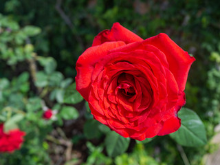 Beautiful flowers, temperate flowers Beautiful colored flowers, Thai flowers