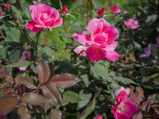 Beautiful flowers, temperate flowers Beautiful colored flowers, Thai flowers