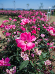 Beautiful flowers, temperate flowers Beautiful colored flowers, Thai flowers