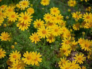Lovely yellow flowers (Beautiful yellow flowers)