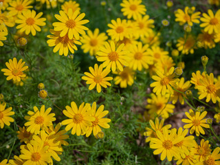 Lovely yellow flowers (Beautiful yellow flowers)