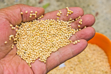 Dried sesame seeds in hand of man