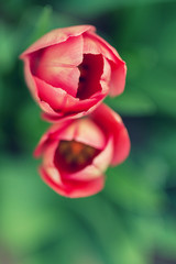 Top view on Red tulips flower with blurry  background.