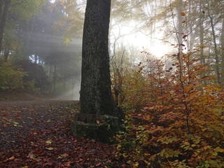 Bosque en otoño un día de mucha niebla, la luz se cuela entre los árboles y las plantas de todos...