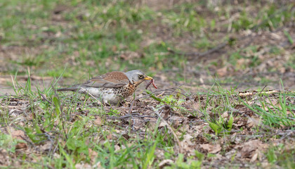wild bird in the grass