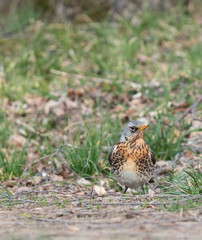 wild bird in the grass