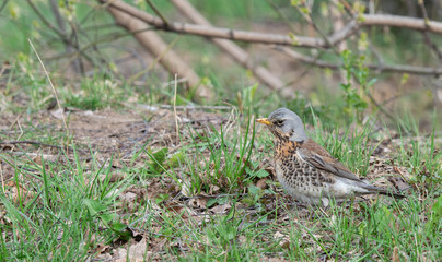 wild bird in the grass