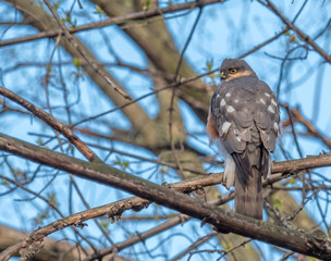Hawk in branches