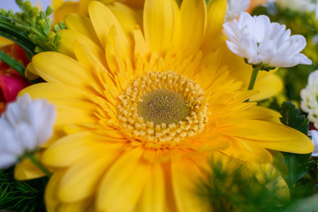 Macro photography: close-up of a yellow flower