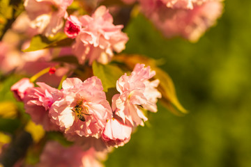 Branch of Prunus Kanzan cherry with pink double flowers and red leaves,